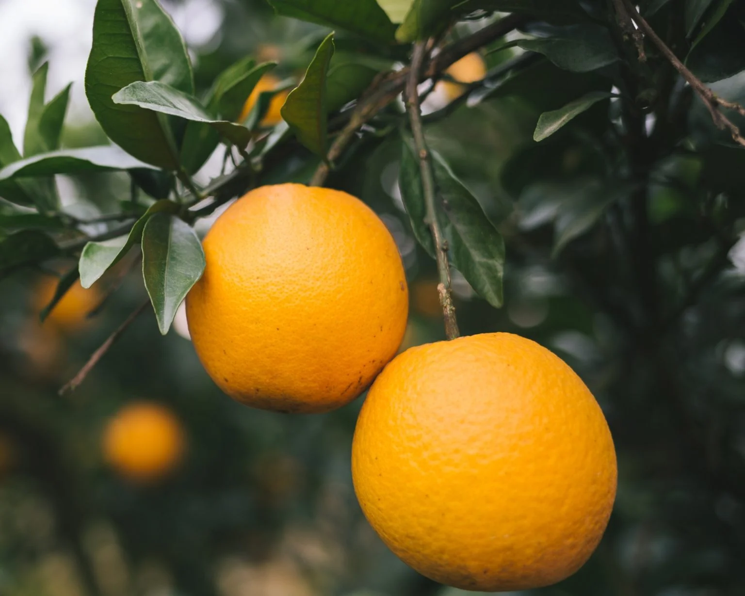 Secteur Arboriculture